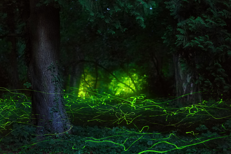 Fairytale Scene Fireflies at  Night Forest
